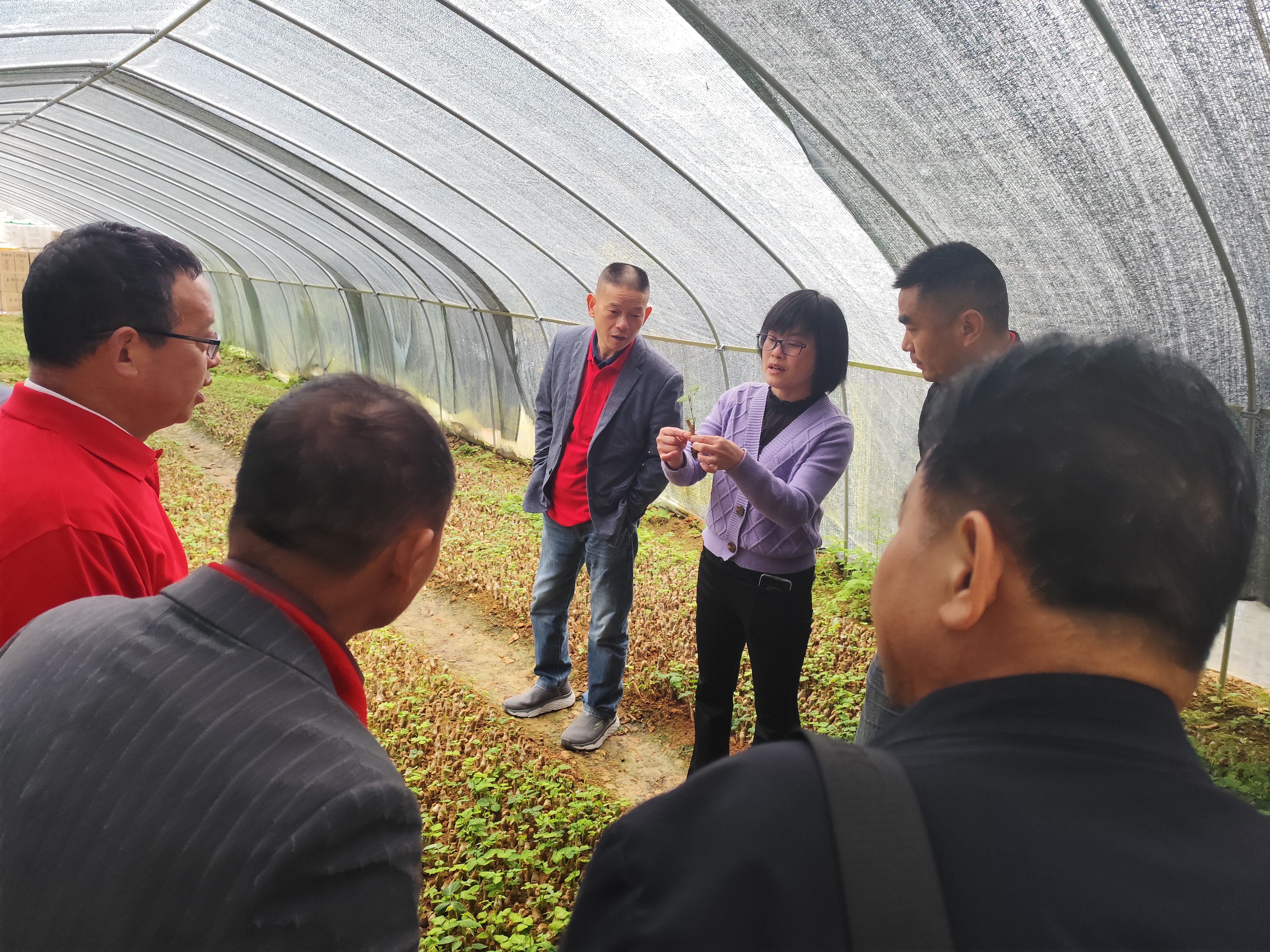葛根种植基地参观活动图片